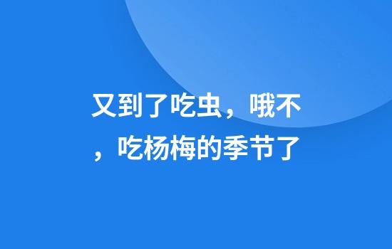 又到了吃虫，哦不，吃杨梅的季节了